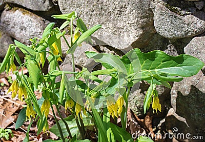 Sessile Bellwort â€“ Uvularia sassilifolia Stock Photo